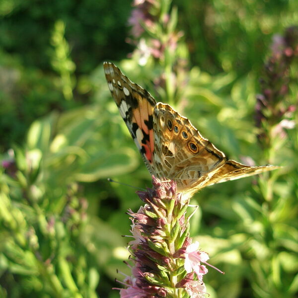 Schmetterling