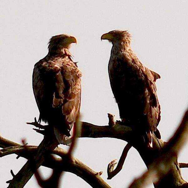 Adler bei der Balz