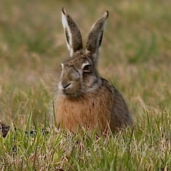 Hase im Frühling